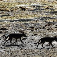 sea wolf pups walking across intertidal zone on Spring Island, BC